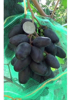 Виноград Рэмбо