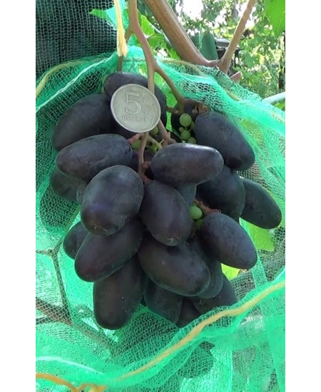 Виноград Рэмбо Виноград Рэмбо