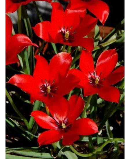 Тюльпан "Linifolia" 3шт в упаковке Тюльпан "Linifolia" 3шт в упаковке