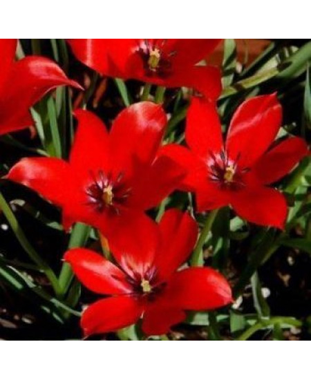 Тюльпан "Linifolia" 3шт в упаковке Тюльпан "Linifolia" 3шт в упаковке