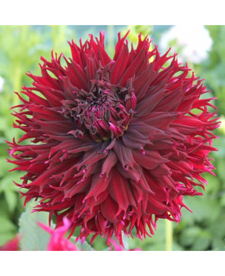 Георгина бахромчатая (далия) Кенора Макоп Георгина бахромчатая (далия) Кенора Макоп