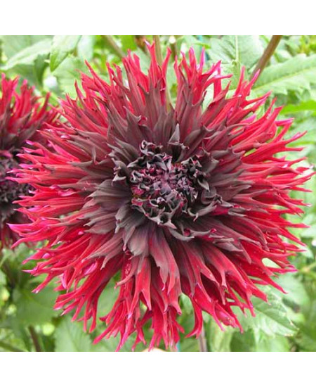 Георгина бахромчатая (далия) Кенора Макоп Георгина бахромчатая (далия) Кенора Макоп