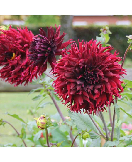 Георгина бахромчатая (далия) Кенора Макоп Георгина бахромчатая (далия) Кенора Макоп