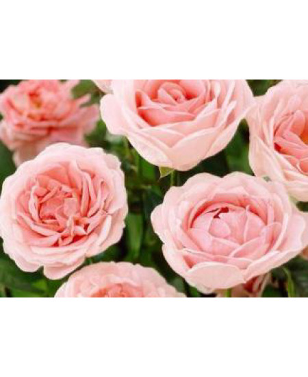 Роза флорибунда Мария Тереза Роза флорибунда Мария Тереза