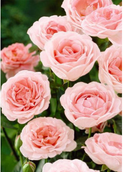 Роза флорибунда Мария Тереза