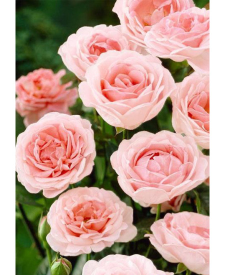 Роза флорибунда Мария Тереза Роза флорибунда Мария Тереза