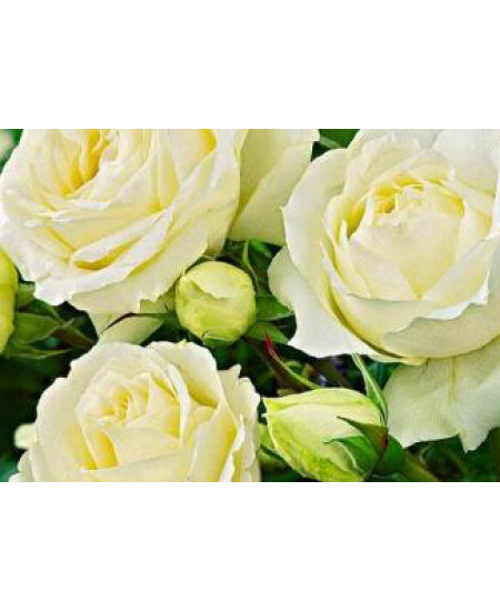 Роза чайно-гибридная Боинг Роза чайно-гибридная Боинг