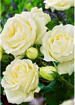 Роза чайно-гибридная Боинг