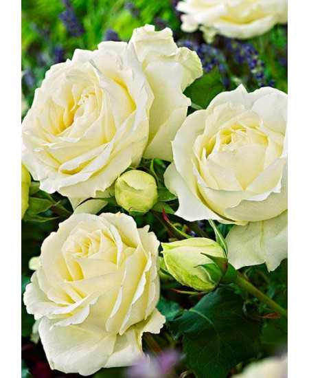 Роза чайно-гибридная Боинг Роза чайно-гибридная Боинг