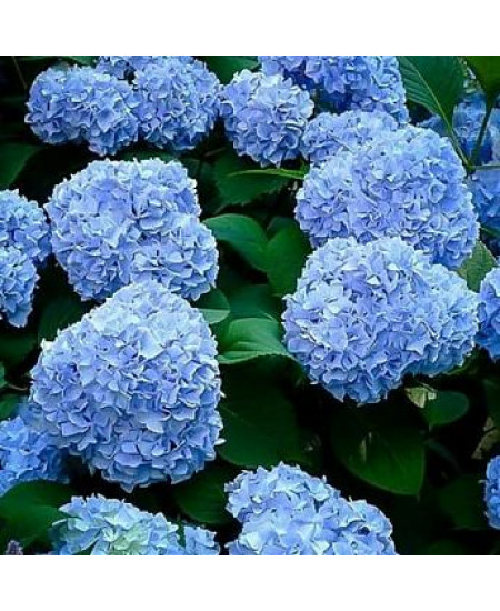 ГОРТЕНЗИЯ КРУПНОЛИСТНАЯ СИНЯЯ ПТИЦА ГОРТЕНЗИЯ КРУПНОЛИСТНАЯ СИНЯЯ ПТИЦА