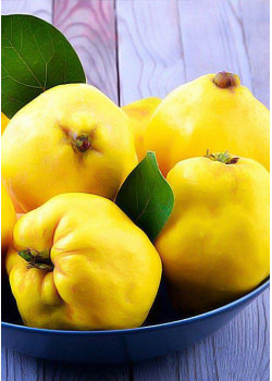 Айва яблоковидная Медаль