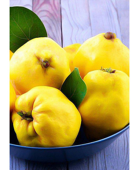 Айва яблоковидная Медаль Айва яблоковидная Медаль