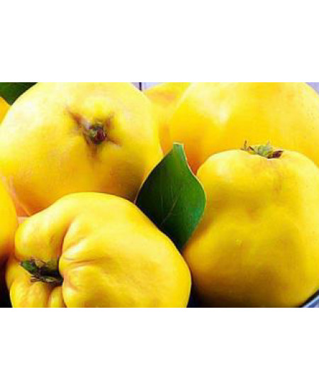 Айва яблоковидная Медаль Айва яблоковидная Медаль