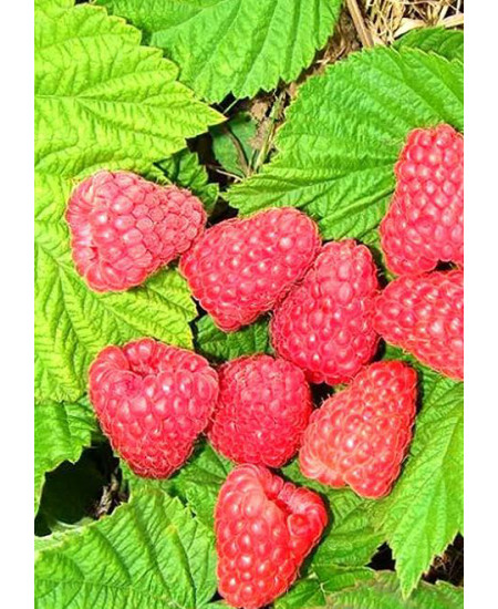 Малина Вера Малина Вера