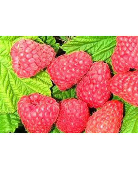 Малина Вера Малина Вера