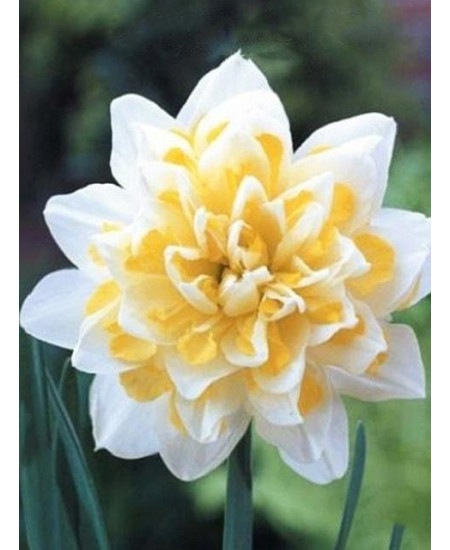 Нарцисс махровый "Ирен Коуплэнд" (Irene Copeland) 3шт в упаковке (размер 12\14) Нарцисс махровый "Ирен Коуплэнд" (Irene Copeland) 3шт в упаковке (размер 12\14)