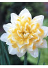 Нарцисс махровый "Ирен Коуплэнд" (Irene Copeland) 3шт в упаковке (размер 12\14) Нарцисс махровый "Ирен Коуплэнд" (Irene Copeland) 3шт в упаковке (размер 12\14)