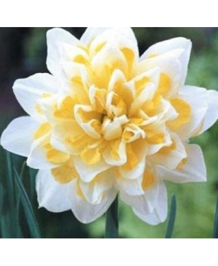 Нарцисс махровый "Ирен Коуплэнд" (Irene Copeland) 3шт в упаковке (размер 12\14) Нарцисс махровый "Ирен Коуплэнд" (Irene Copeland) 3шт в упаковке (размер 12\14)