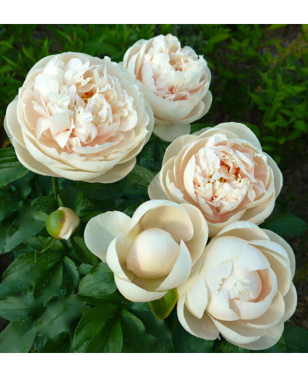 Эксклюзивный Пион Пастелеганс Эксклюзивный Пион Пастелеганс