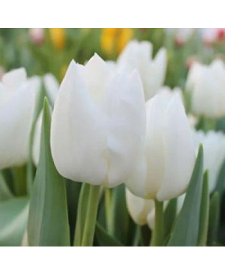Тюльпан "White Dream" 3шт в упаковке Тюльпан "White Dream" 3шт в упаковке