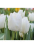 Тюльпан "White Dream" 3шт в упаковке Тюльпан "White Dream" 3шт в упаковке