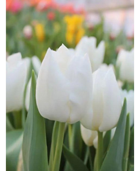 Тюльпан "White Dream" 3шт в упаковке Тюльпан "White Dream" 3шт в упаковке
