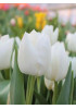 Тюльпан "White Dream" 3шт в упаковке Тюльпан "White Dream" 3шт в упаковке