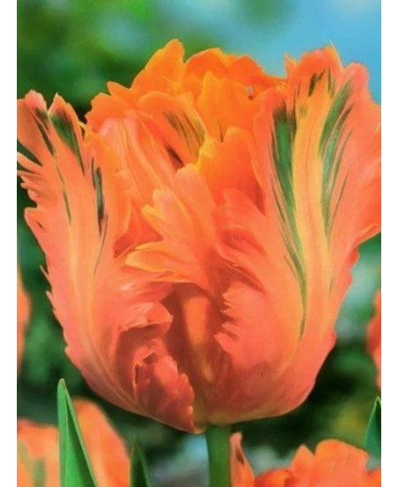 Тюльпан "Orange Favorit" 3шт в упаковке Тюльпан "Orange Favorit" 3шт в упаковке