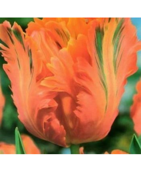 Тюльпан "Orange Favorit" 3шт в упаковке Тюльпан "Orange Favorit" 3шт в упаковке