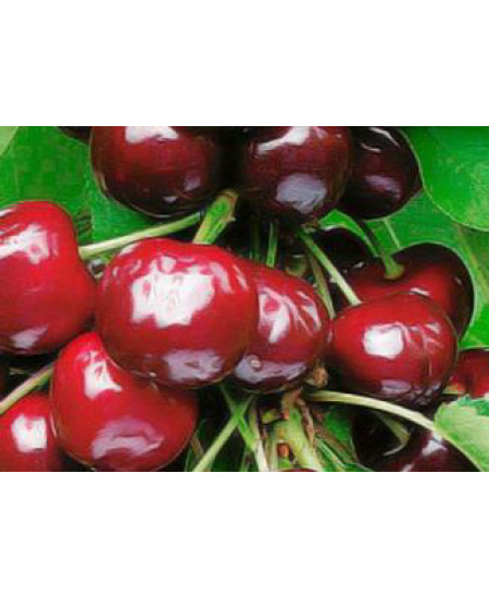 Черешня Валерий Чкалов Черешня Валерий Чкалов