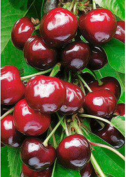 Черешня Валерий Чкалов