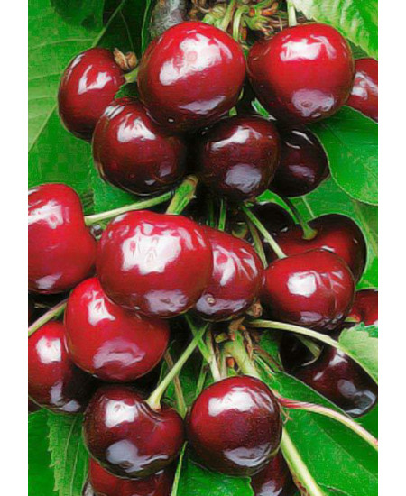 Черешня Валерий Чкалов Черешня Валерий Чкалов