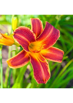 Лилейник Ред Рибз