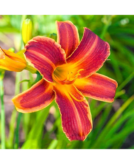 Лилейник Ред Рибз Лилейник Ред Рибз