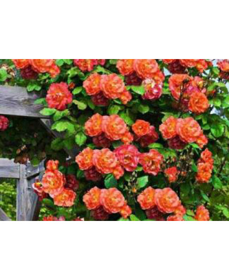 Роза плетистая Жемчужина стиля Роза плетистая Жемчужина стиля