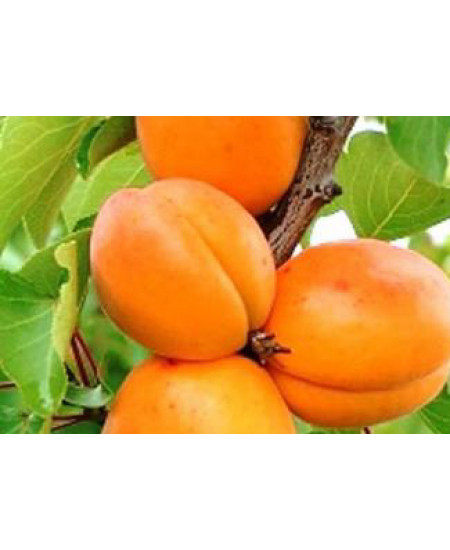 Абрикос Алеша Абрикос Алеша