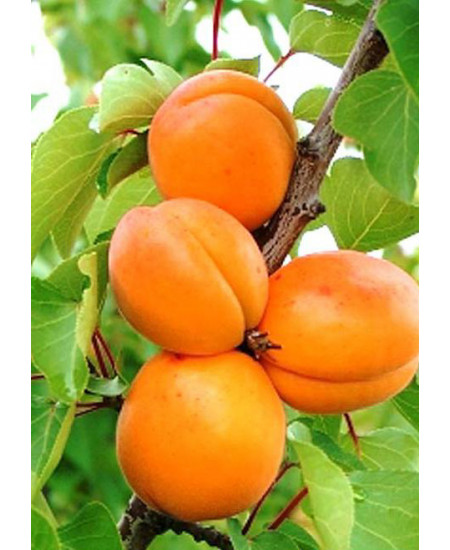 Абрикос Алеша Абрикос Алеша