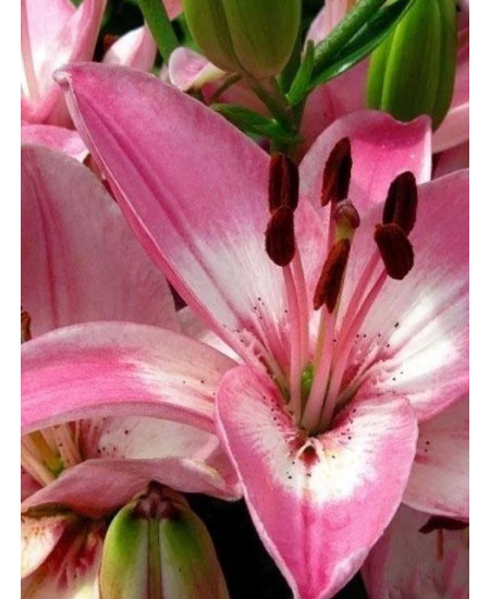 Лилия "Vermeer" 3шт в упаковке Лилия "Vermeer" 3шт в упаковке