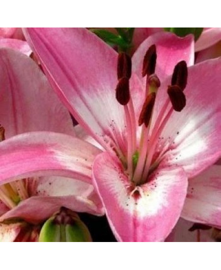 Лилия "Vermeer" 3шт в упаковке Лилия "Vermeer" 3шт в упаковке