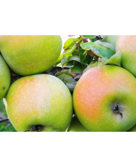 Яблоня Ренет Симиренко Яблоня Ренет Симиренко