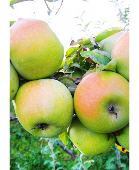 Яблоня Ренет Симиренко Яблоня Ренет Симиренко