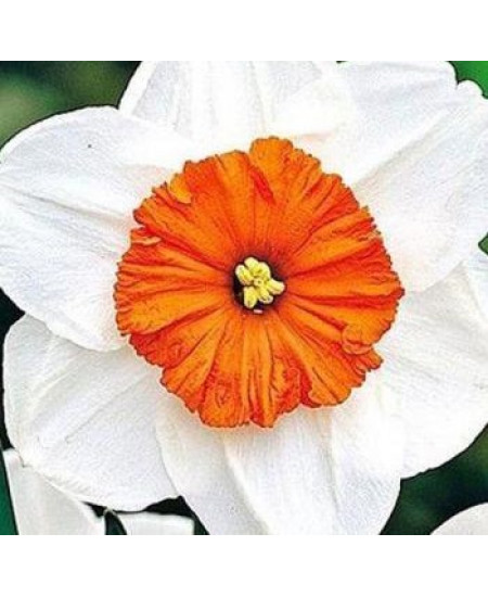 Нарцисс "Professor Einstein" 3шт в упаковке Нарцисс "Professor Einstein" 3шт в упаковке