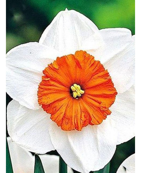 Нарцисс "Professor Einstein" 3шт в упаковке Нарцисс "Professor Einstein" 3шт в упаковке