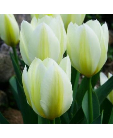 Тюльпан гибрид фостера "Пуриссима" (Purissima) 3шт в упаковке (размер 11\12) Тюльпан гибрид фостера "Пуриссима" (Purissima) 3шт в упаковке (размер 11\12)