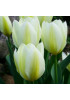 Тюльпан гибрид фостера "Пуриссима" (Purissima) 3шт в упаковке (размер 11\12) Тюльпан гибрид фостера "Пуриссима" (Purissima) 3шт в упаковке (размер 11\12)