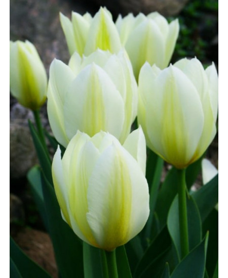 Тюльпан гибрид фостера "Пуриссима" (Purissima) 3шт в упаковке (размер 11\12) Тюльпан гибрид фостера "Пуриссима" (Purissima) 3шт в упаковке (размер 11\12)