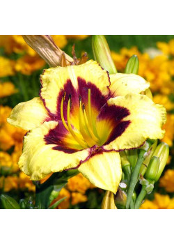 Лилейник Калико Джек