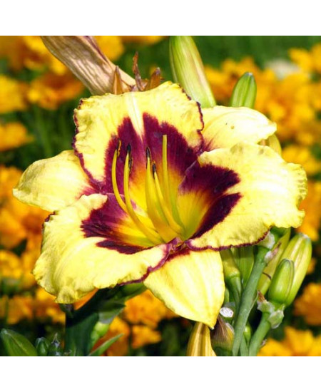 Лилейник Калико Джек Лилейник Калико Джек