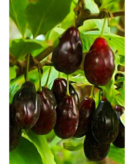 Кизил Экзотический Кизил Экзотический