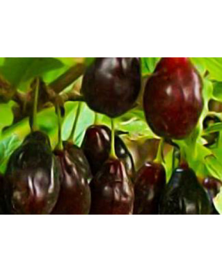 Кизил Экзотический Кизил Экзотический